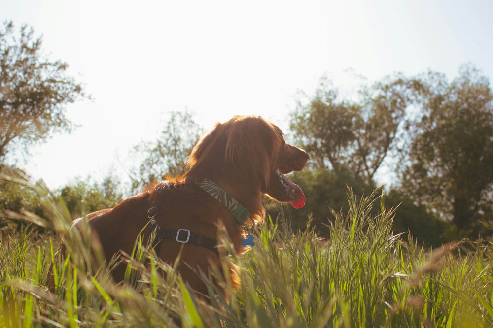 dog in tall grass