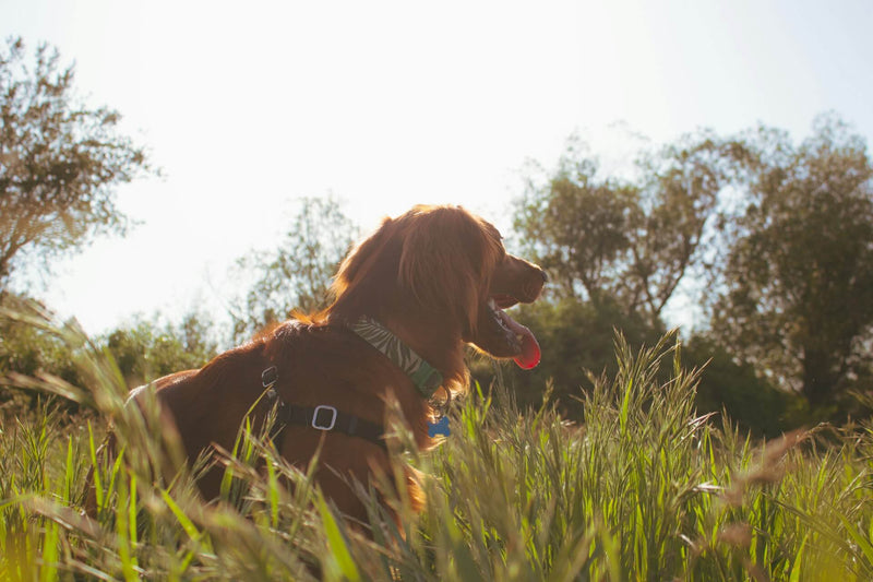 dog in tall grass