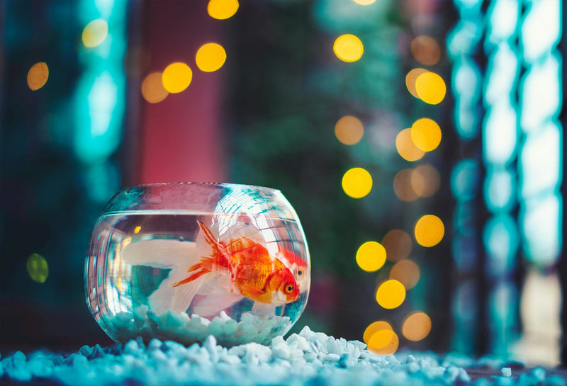 fish bowl at home