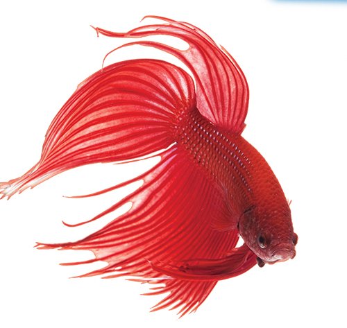 API Bettafix Freshwater Fish Bacterial Infection Treatment 1.7oz