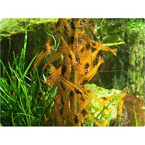 GlasGarten Shrimp Lollies - Moringa Power Shrimp Food