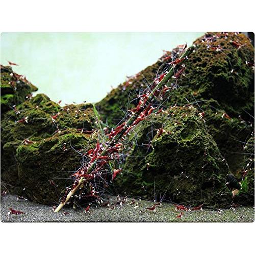 GlasGarten Shrimp Lollies - Moringa Power Shrimp Food