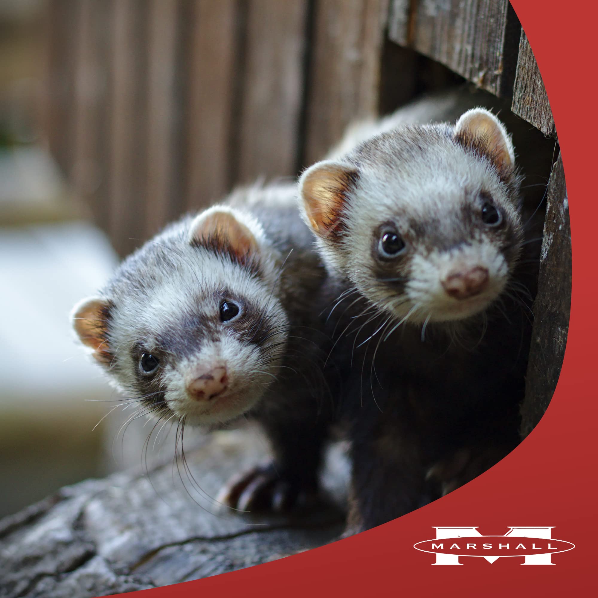 Marshall Premium Ferret Diet 22oz