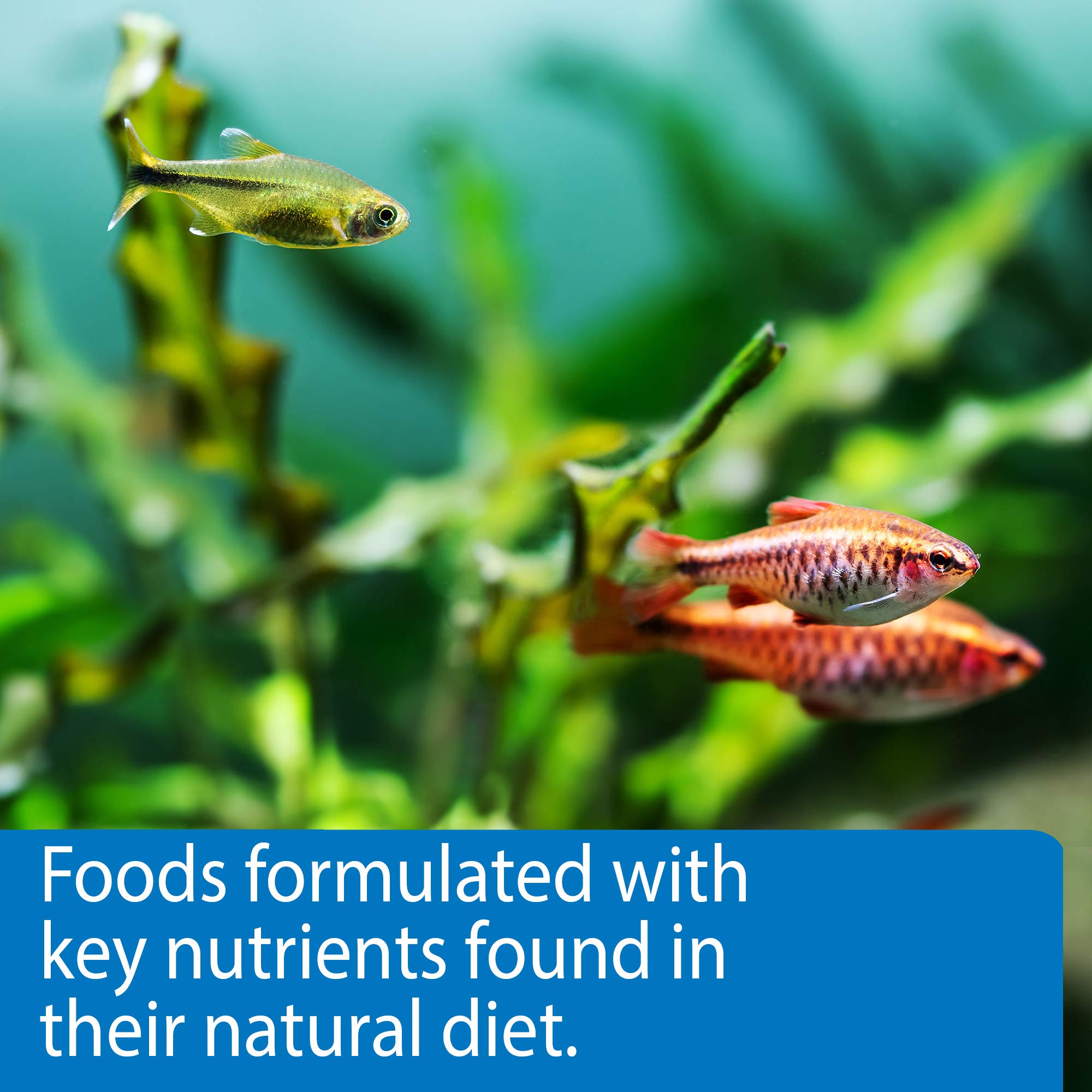 API Fishcare Tropical Pellet 1.6oz