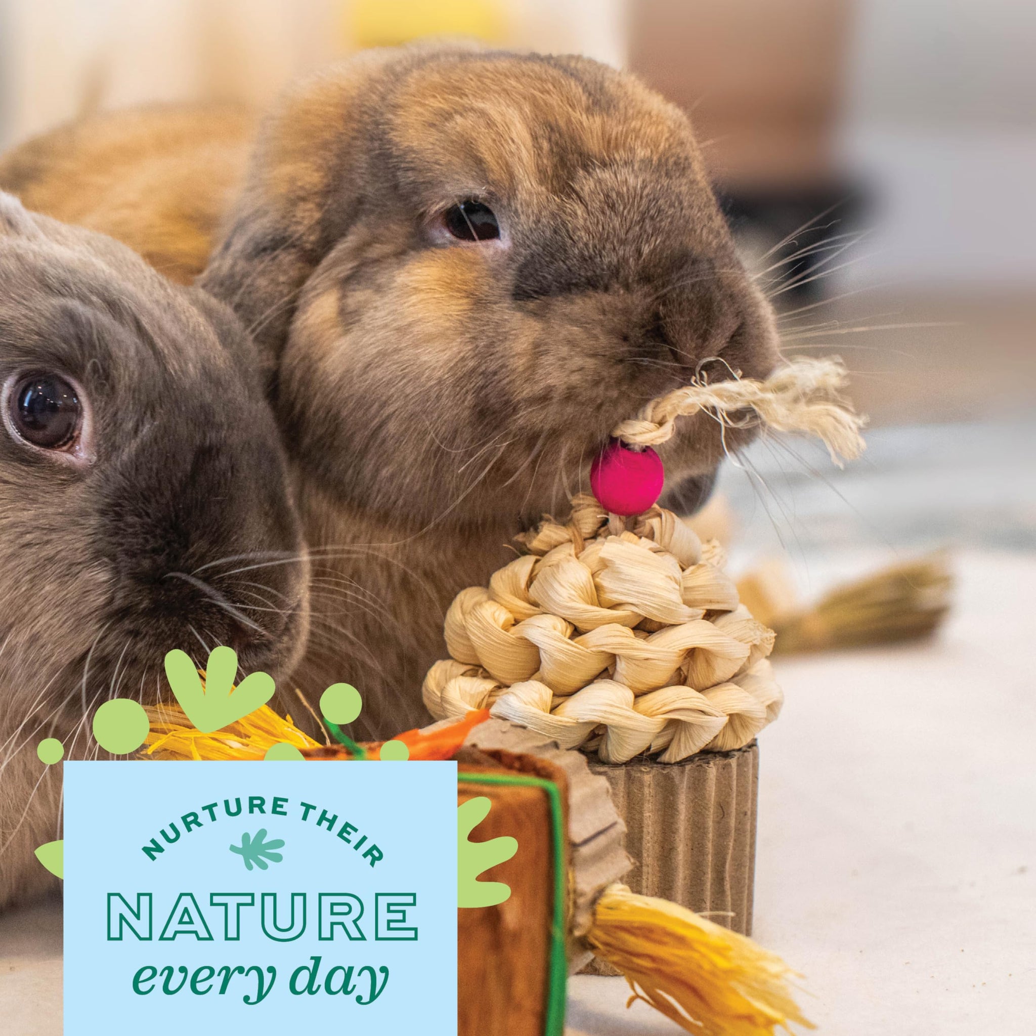 Oxbow Enriched Life Birthday Party Pack