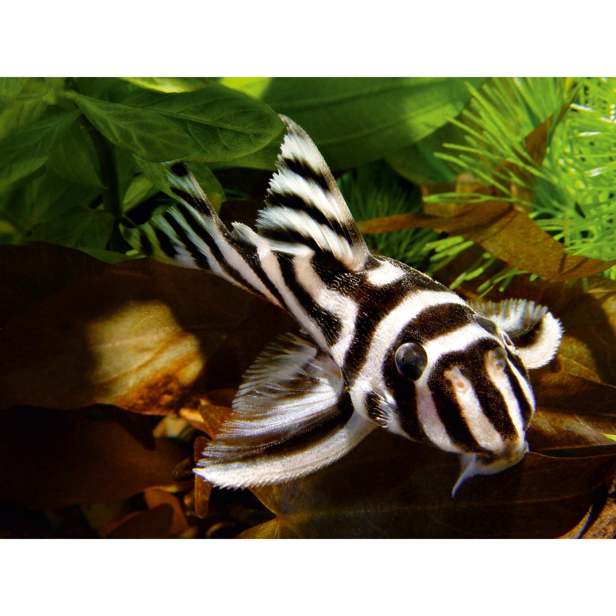 Sera Spirulina Tabs 2.1 oz