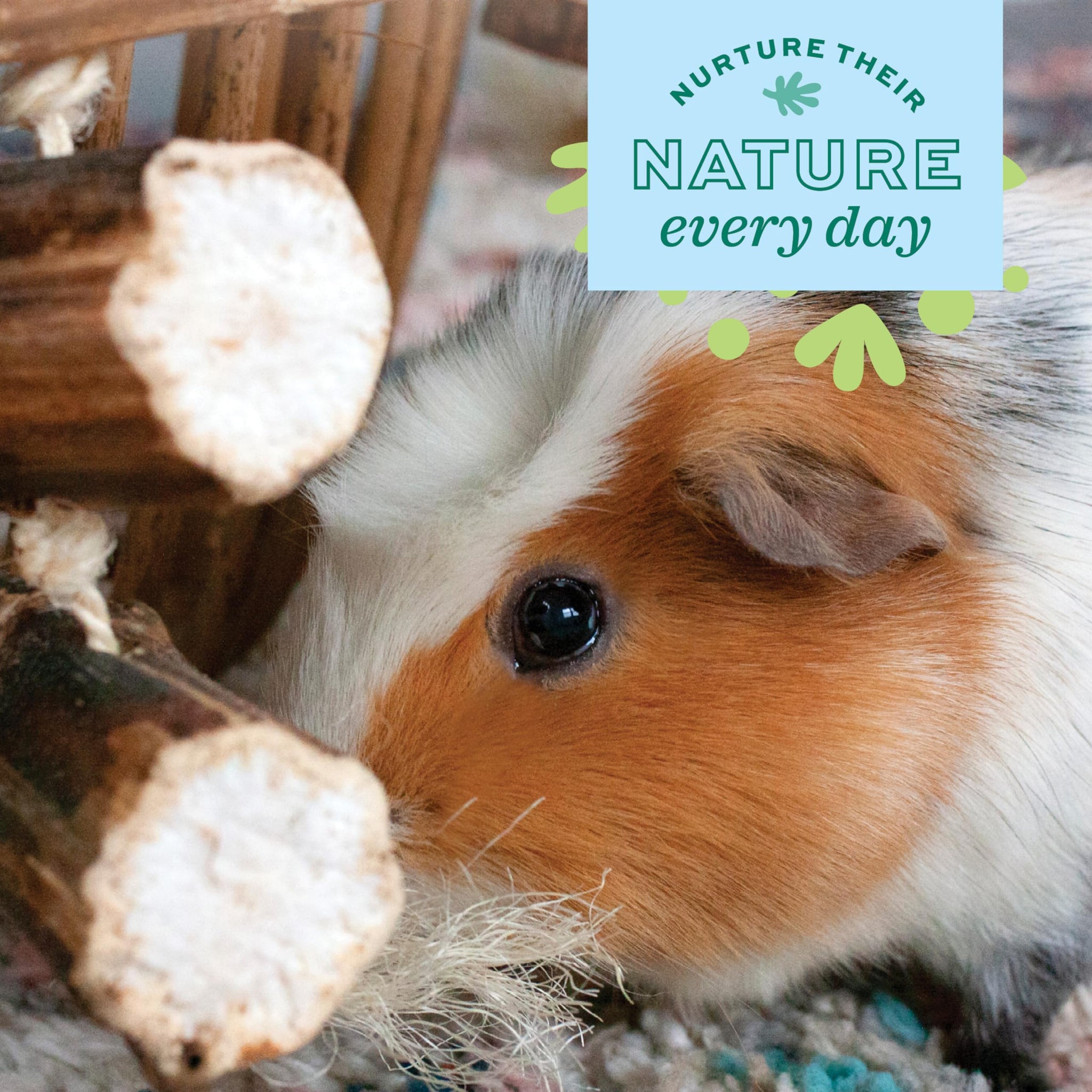 Oxbow Enriched Life Natural Dangly Party Pack