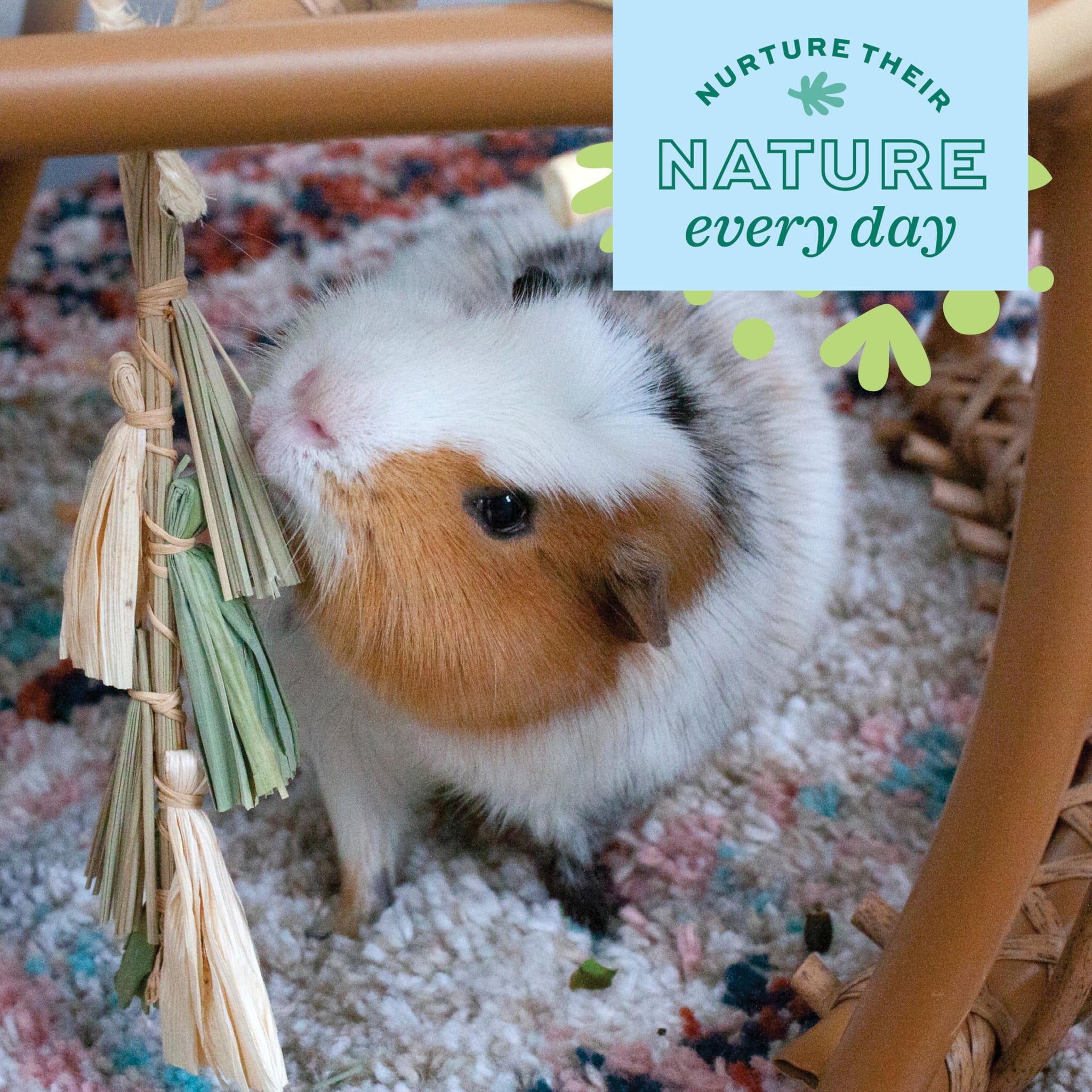 Oxbow Enriched Life Natural Dangly Party Pack