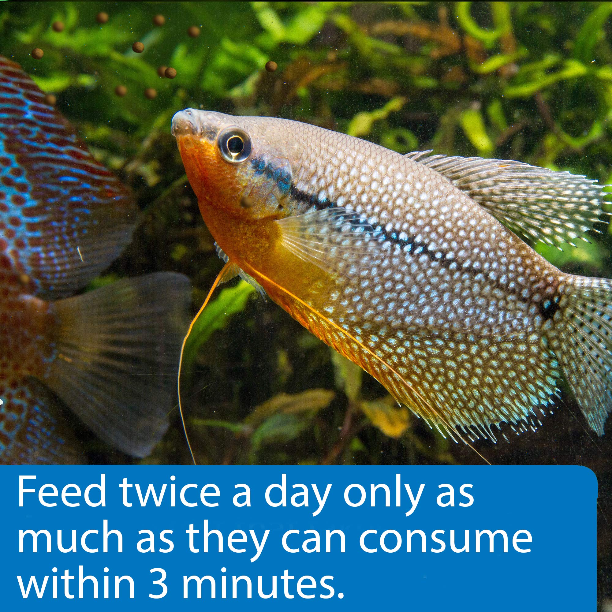 API Fishcare Tropical Pellet 1.6oz