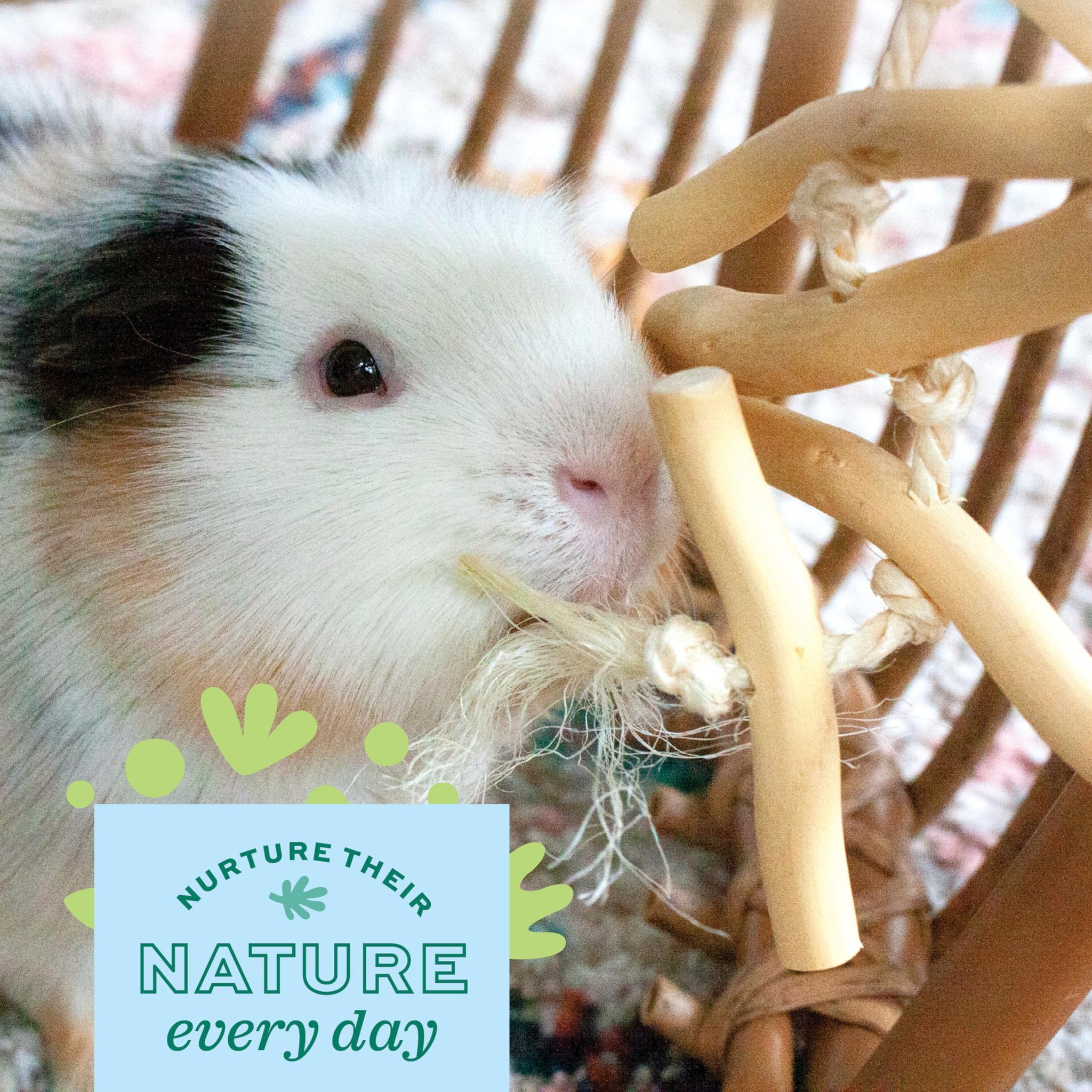 Oxbow Enriched Life Natural Dangly Party Pack