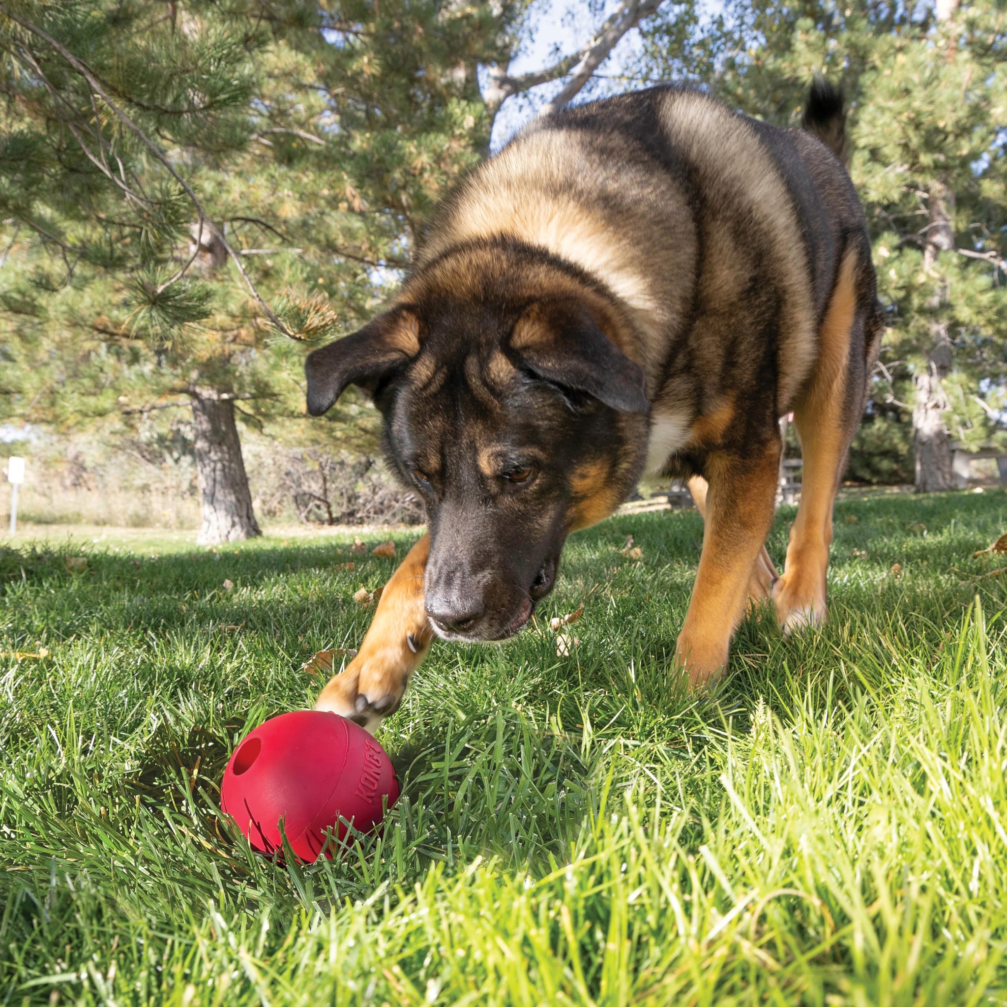 KONG Ball with Hole Large/X-Large Dogs