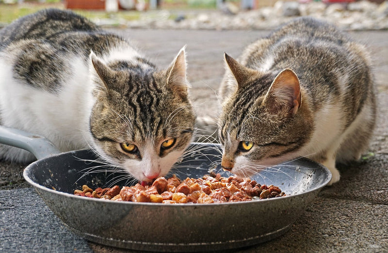 two cats eating probiotic cat food