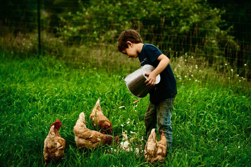 boy feeding chickens at home