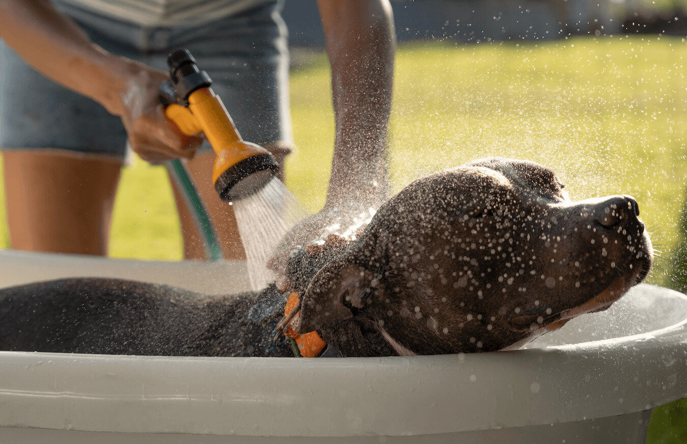 My Dog Sprayed By Skunk: Don’t Panic! Step-by-Step Guide – Gritty Pet Co.