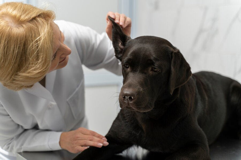 dog ear check at vet