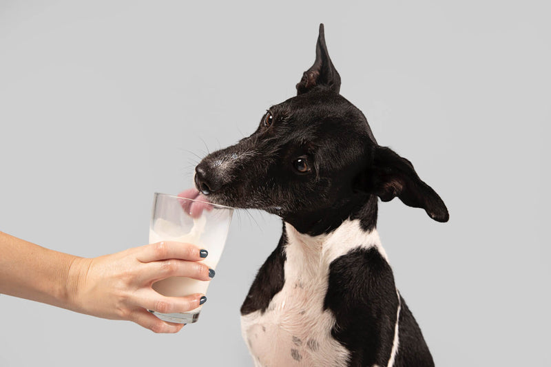 dog with milk in glass