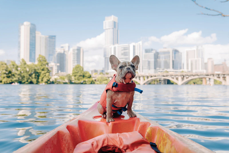 pup on kayak with lifejacket for dog