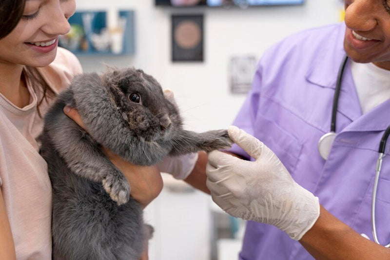 rabbit paw with vet